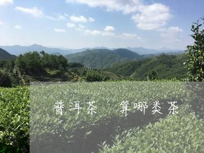 普洱茶 算哪类茶/2023031630571